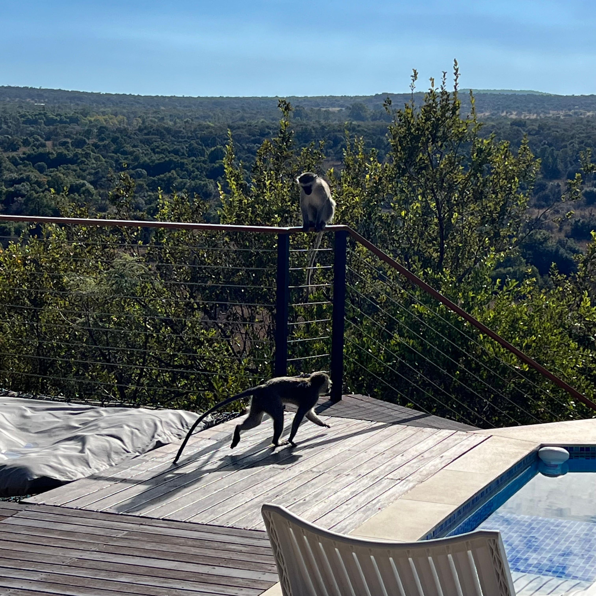 Two vervet monkeys on the deck railing at Tebuah Private Lodge