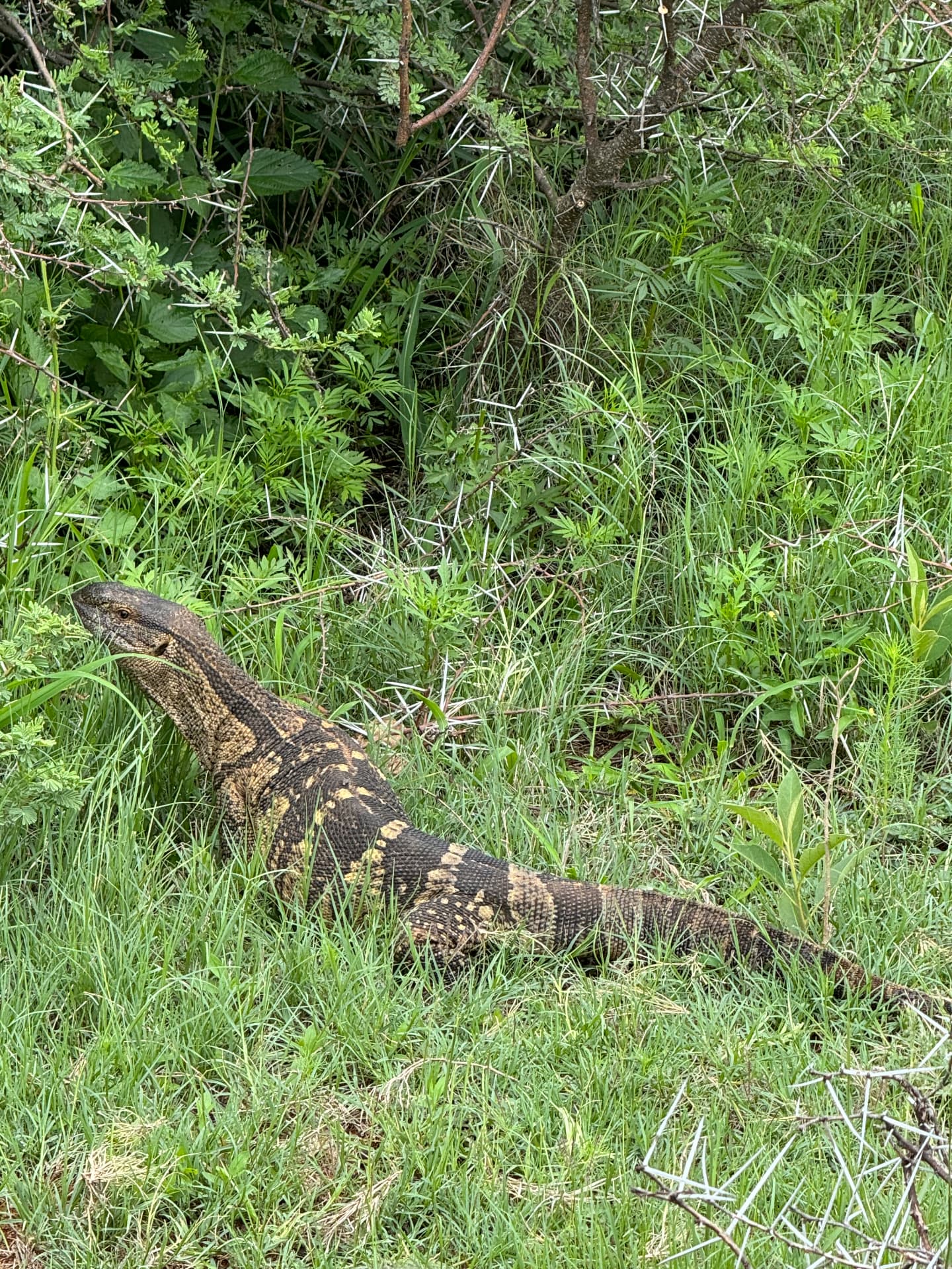 Rock monitor lizard moving through green summer grass in Mabalingwe Nature Reserve