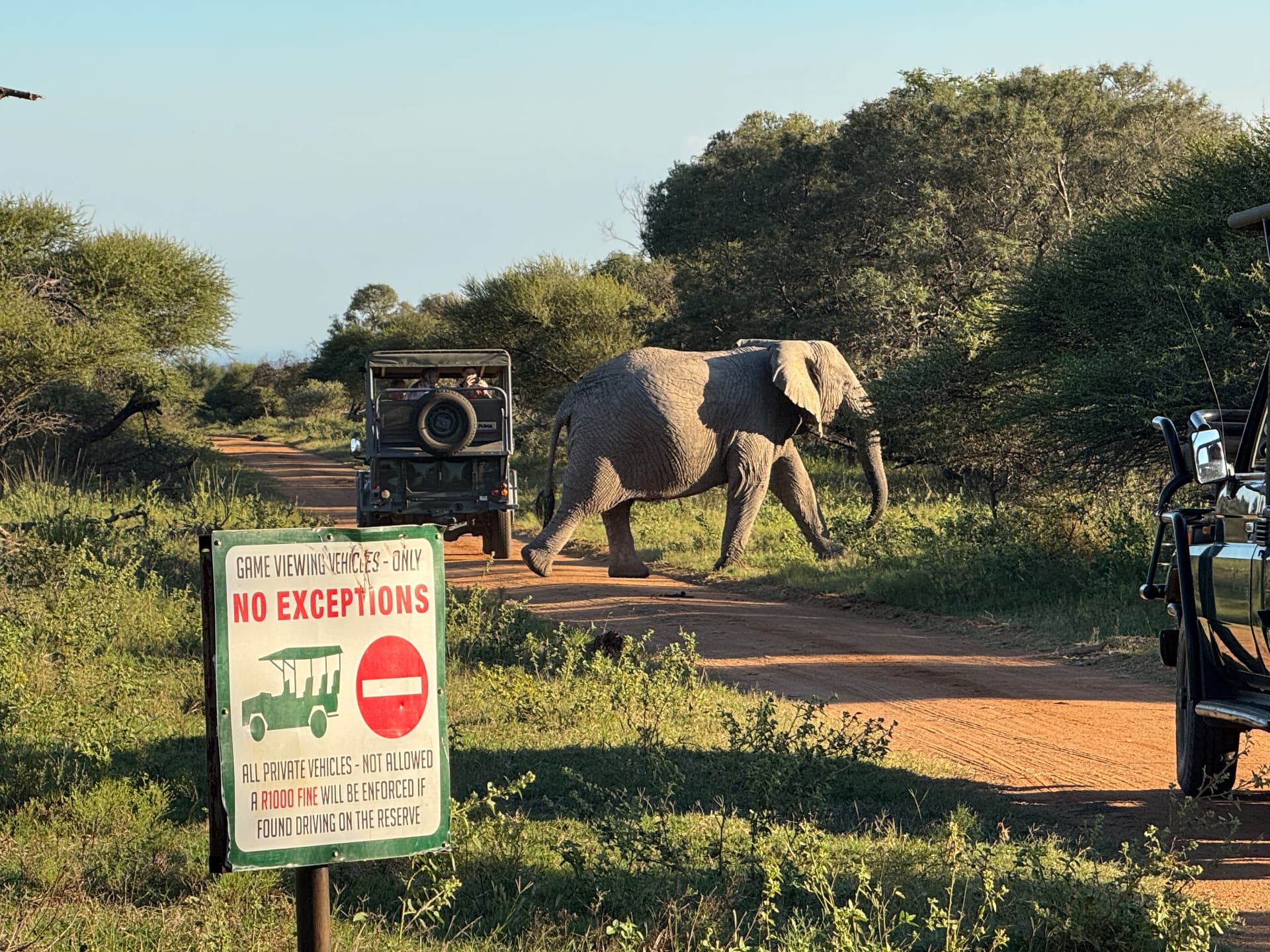 Elephant bull crossing in front of a game viewing vehicle in Mabalingwe Nature Reserve