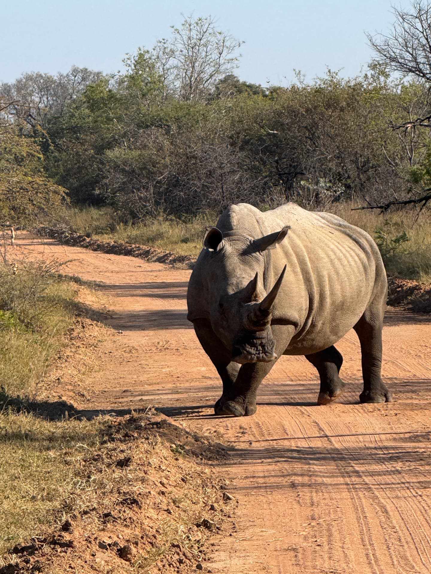 White rhino walking straight down a dirt track in Mabalingwe Nature Reserve