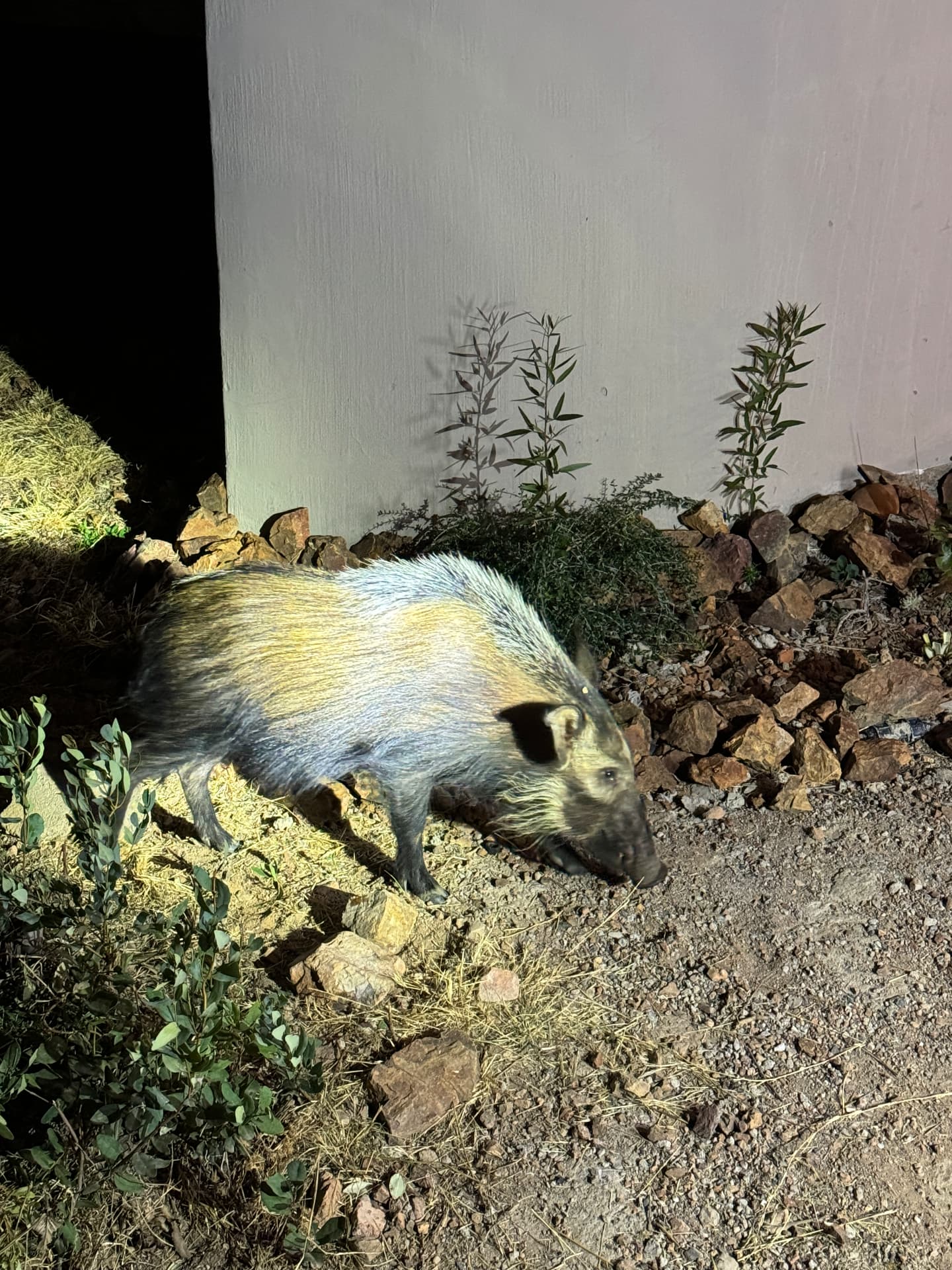Bushpig foraging beside the lodge wall at night in Mabalingwe Nature Reserve