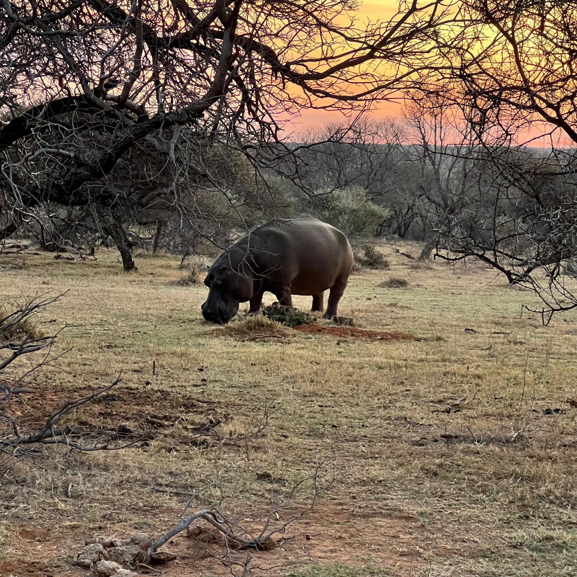 Hippo grazing under thorn trees at sunset in Mabalingwe Nature Reserve