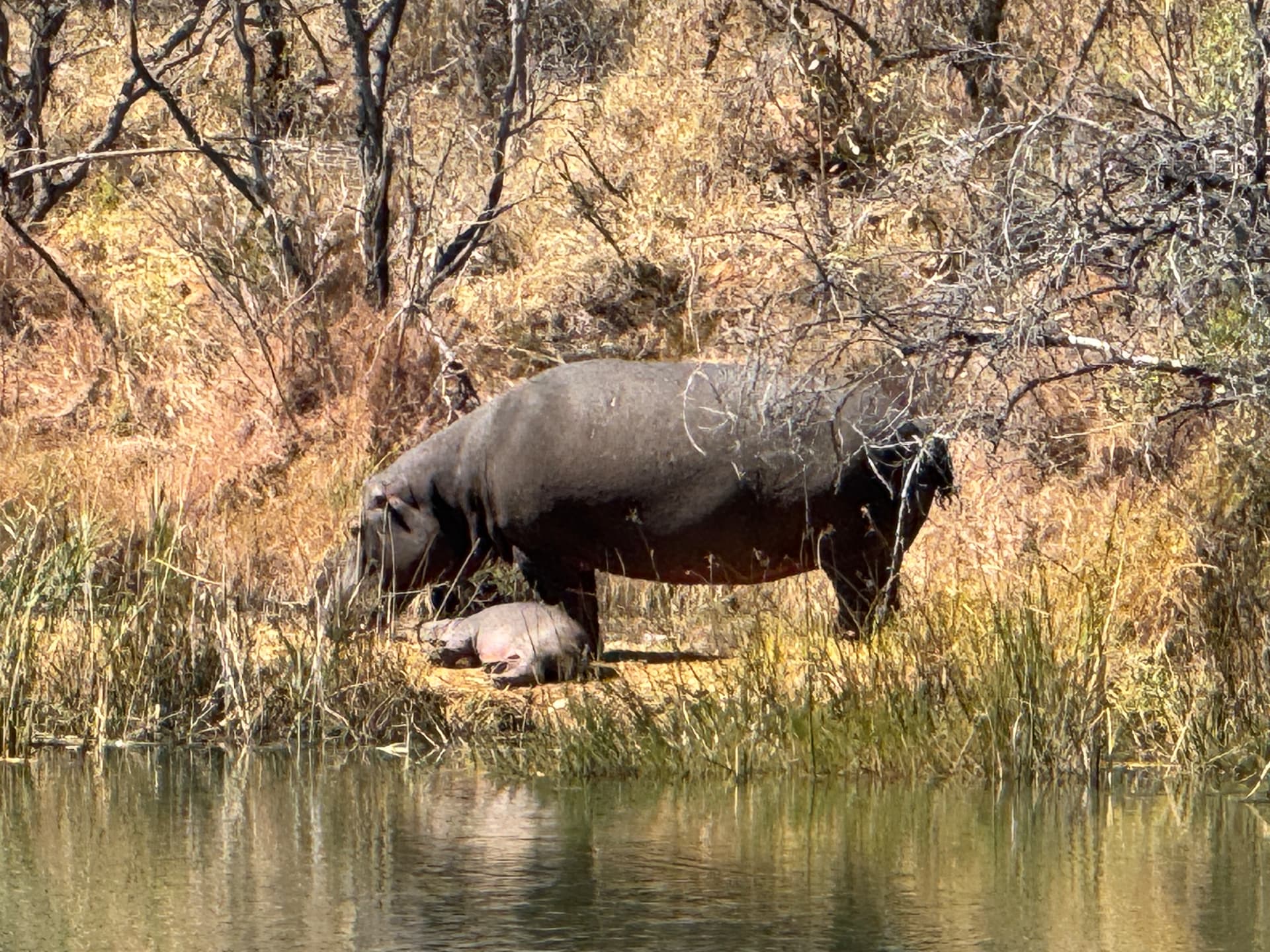 Hippo and calf resting on the reeded bank of a dam in Mabalingwe Nature Reserve