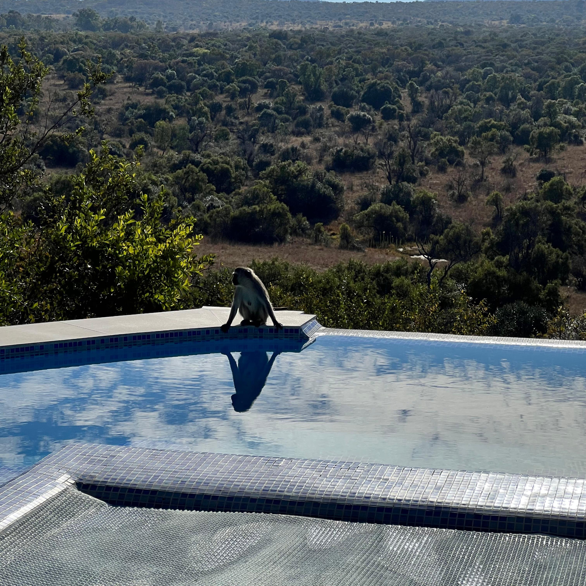 Vervet monkey sitting on the pool edge at Tebuah Private Lodge with its reflection in the water