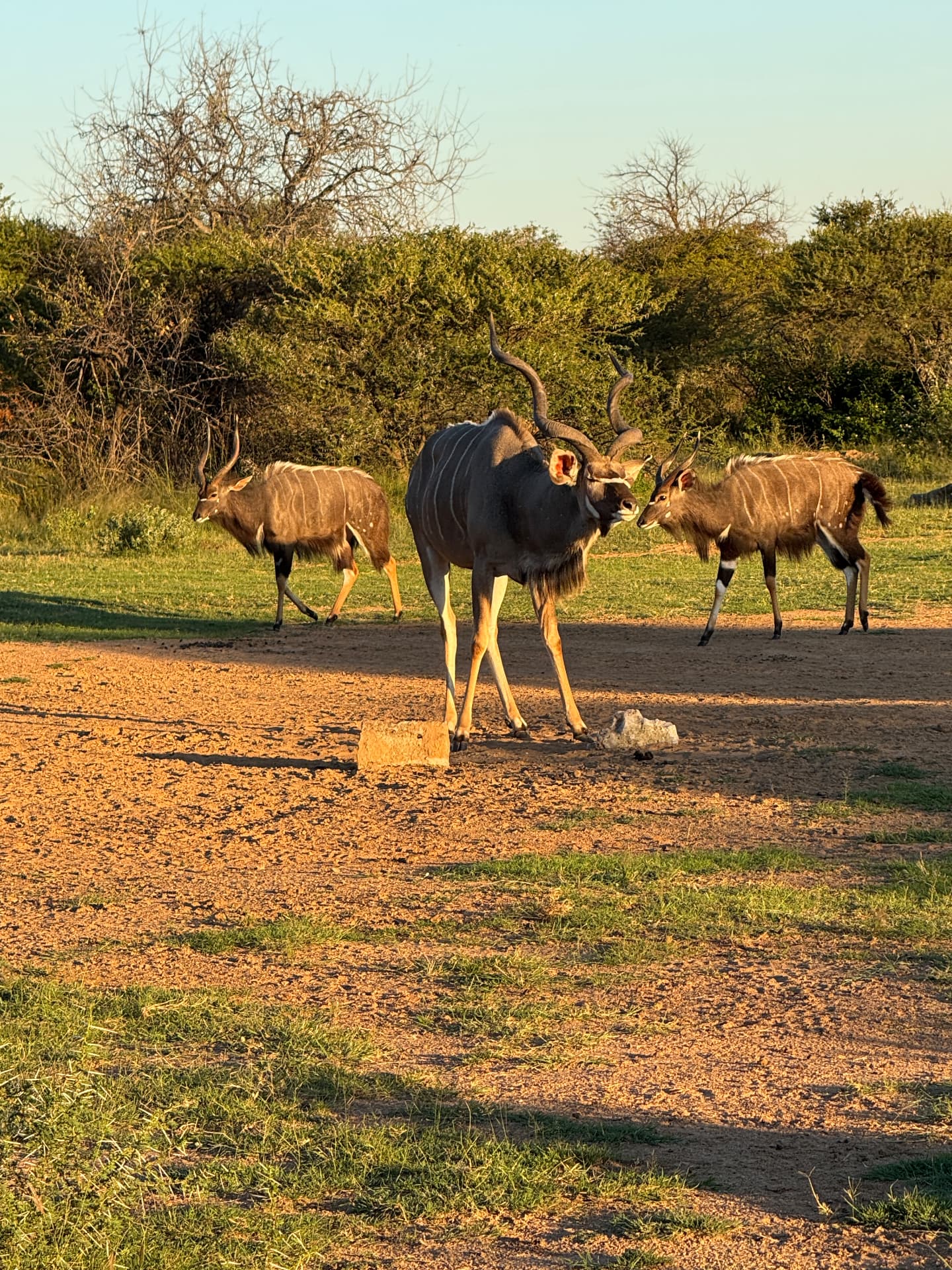 Kudu bull and nyala at a waterhole clearing at sunset in Mabalingwe Nature Reserve